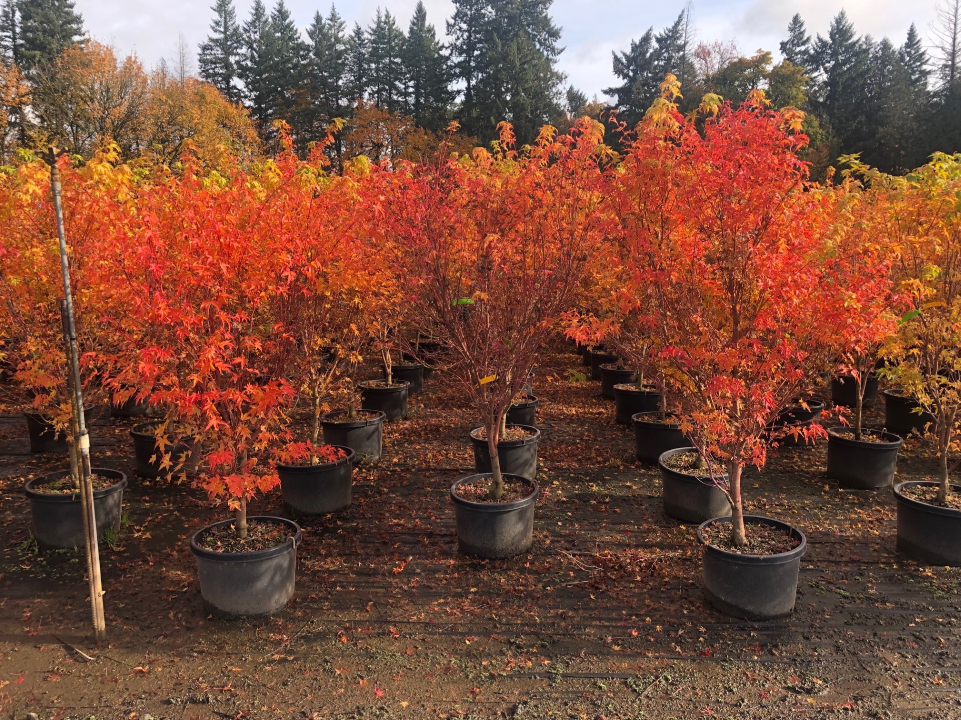 Countryside-Fairdale Nursery