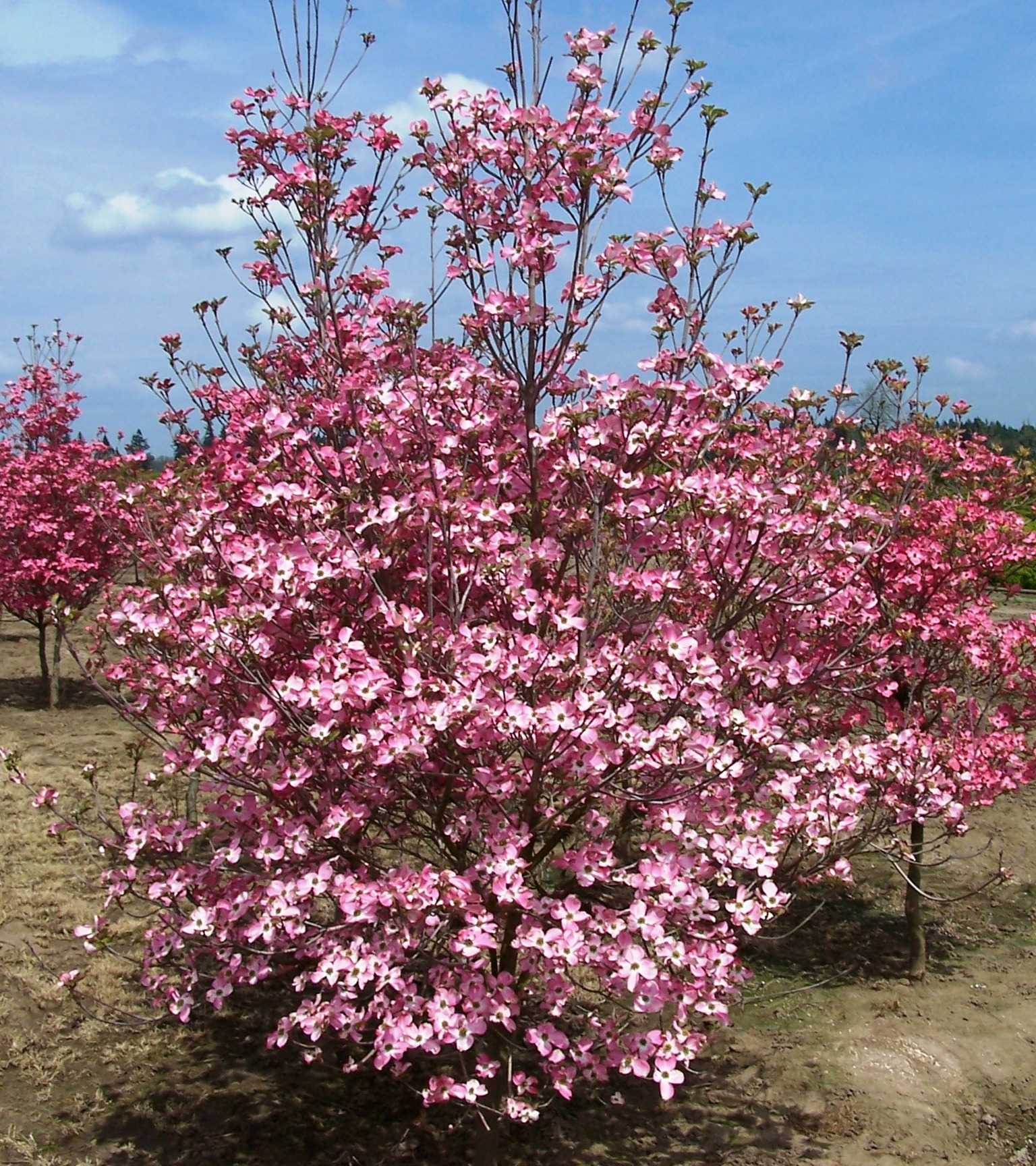 Twin Springs Nursery